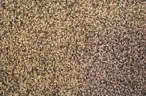 Hnědý koberec Maladives
