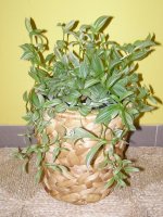 Květináč - vodní hyacint - sada 2 kusů