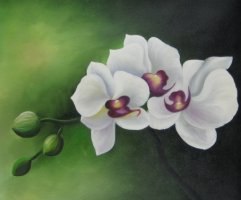 Obraz - Orchidea