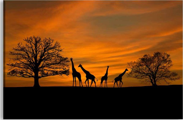 Obraz Západ slunce na Safari 120x80 cm
