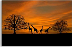 Obraz Západ slunce na Safari 150x100 cm
