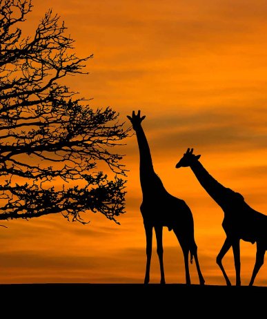 Obraz Západ slunce na Safari 90x60 cm