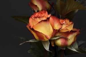 Tištěný obraz - Růže