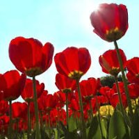 Vonná svíčka ve skle Tulipány-Scarlet Berry Tulip, 16oz